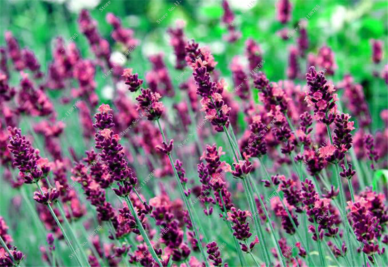 500pcs Lavender Seeds Multiseasonal Ideal For Outdoor Landscaping And Indoor Decorations - 2