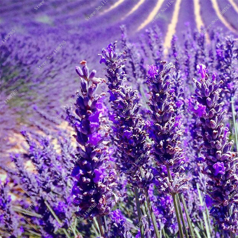 500pcs Lavender Seeds Multiseasonal Ideal For Outdoor Landscaping And Indoor Decorations - 1