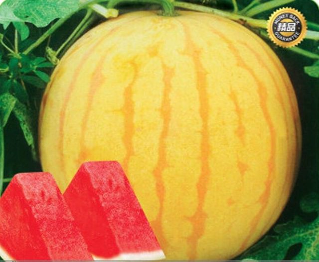 Pack Of 10 Yellow Watermelon Seeds For Outdoor Cultivation Organic Fruit Growing Kit - 1