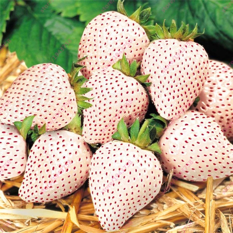 1000pcs Alpine Strawberry Seeds High Yield Easy To Grow Organic White Berry Seeds For Outdoor Cultivation - 1