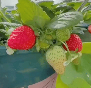 100piece Multicolor Strawberry Seeds Grow Juicy Berries Of White Yellow Blue Black Red Green - 3