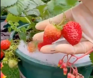 100piece Multicolor Strawberry Seeds Grow Juicy Berries Of White Yellow Blue Black Red Green - 1