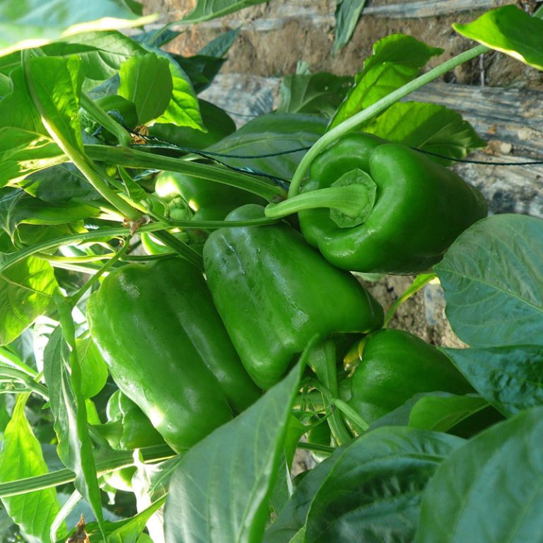 100pcs Green Bell Pepper Seeds Free Shipping