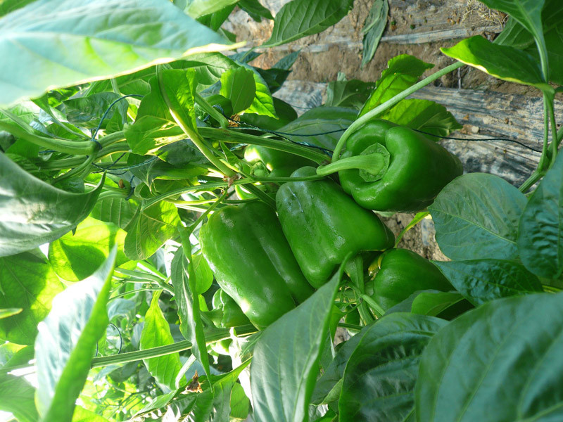 100pcs Quality Green Bell Pepper Seeds For Healthy Vegetable Growth - 6