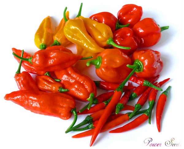 100pcs Quality Ghost Chili Pepper Seeds Extra Spicy Red Variety For Outdoor Cultivation - 2