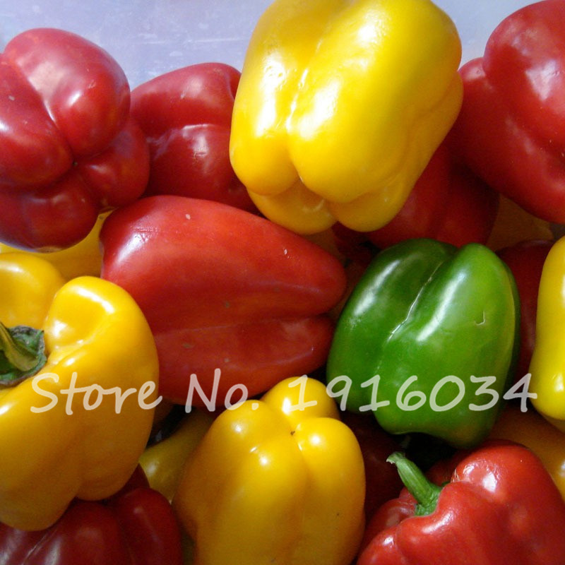 50pcs Vibrant Rainbow Bell Pepper Seeds Mix Ideal For Indooroutdoor Farming Hydroponics Balcony Growing - 2