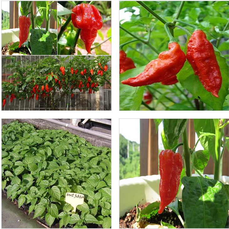 Spicy Scorpion Pepper Seeds 50 Pieces Pack Ideal For Indoor And Outdoor Cultivation - 1