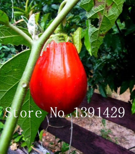 100piece Pack Authentic Japanese Tomato Eggplant Seeds For Organic Vegetable Cultivation - 2