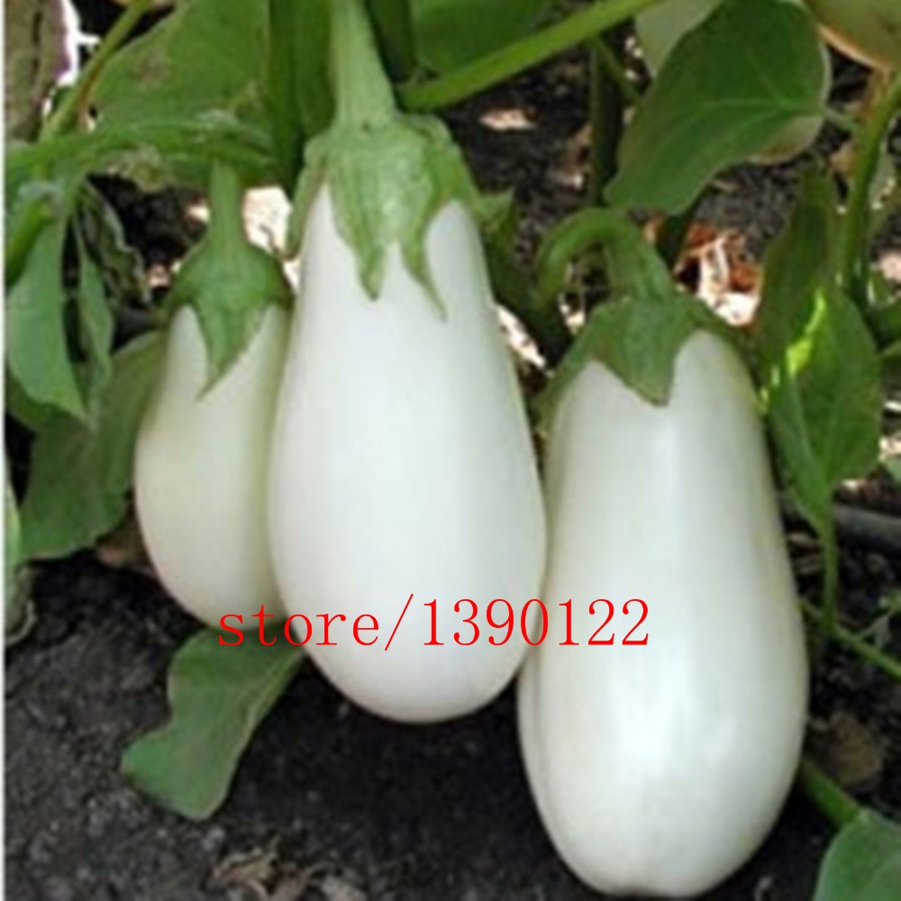 200 Pieces Of Organic White Eggplant Seeds For Sustainable Vegetable Farming And Healthy Cooking - 1