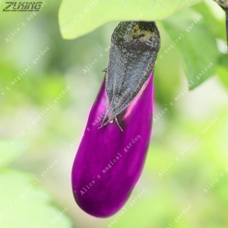 200 Piece Set Of Purple Thai Eggplant Seeds For Organic Vegetable Cultivation - 2