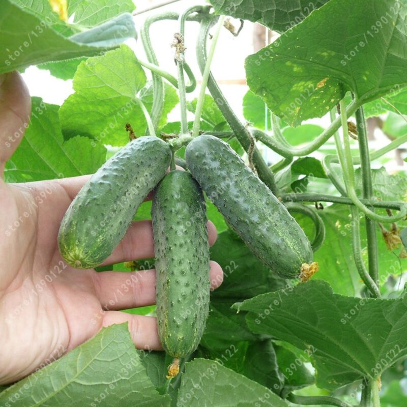50pcs Organic Mini Japanese Cucumber Seeds Free