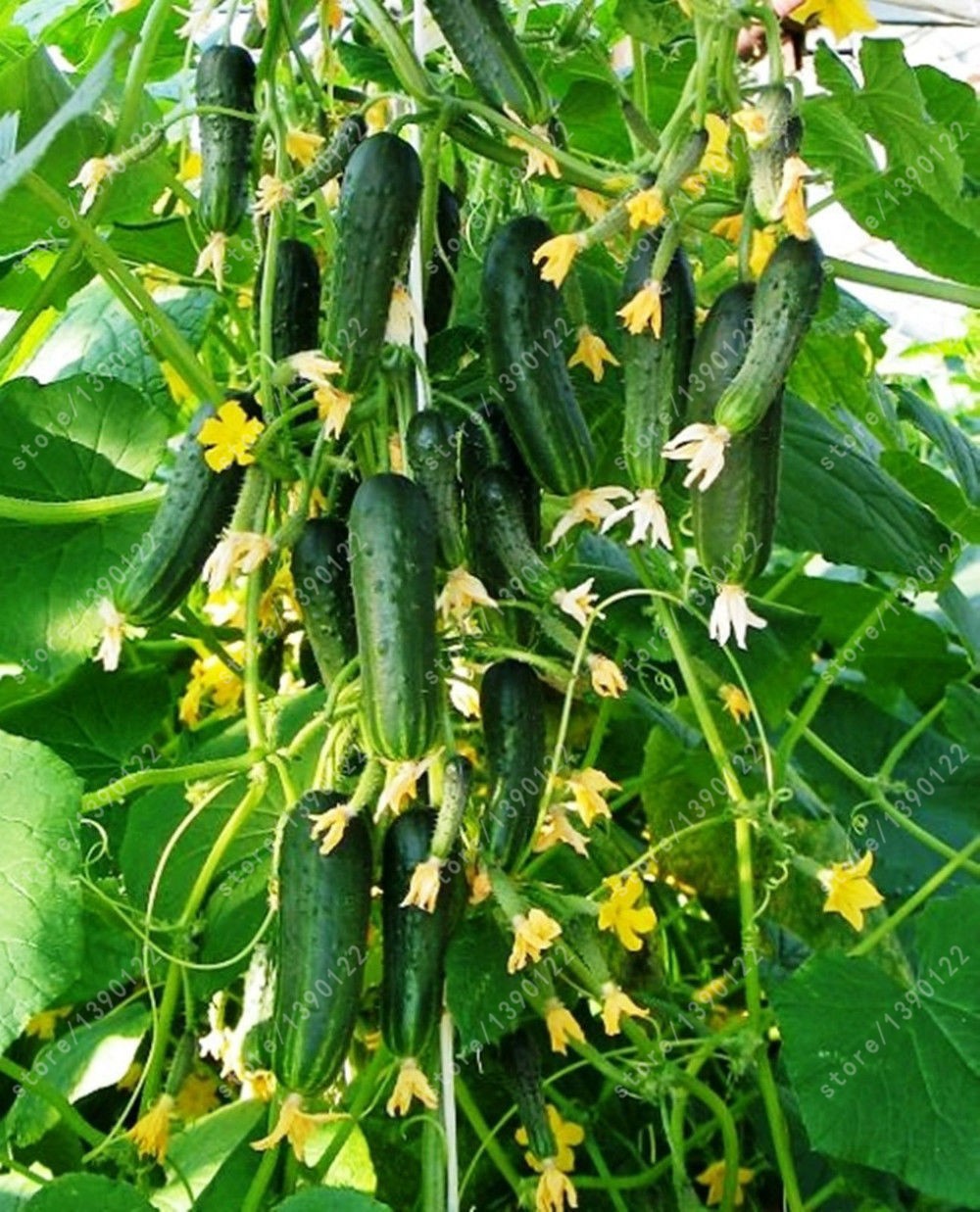 50pcs Quality Organic Japanese Mini Cucumber Seeds For Indoor And Outdoor Cultivation - 1