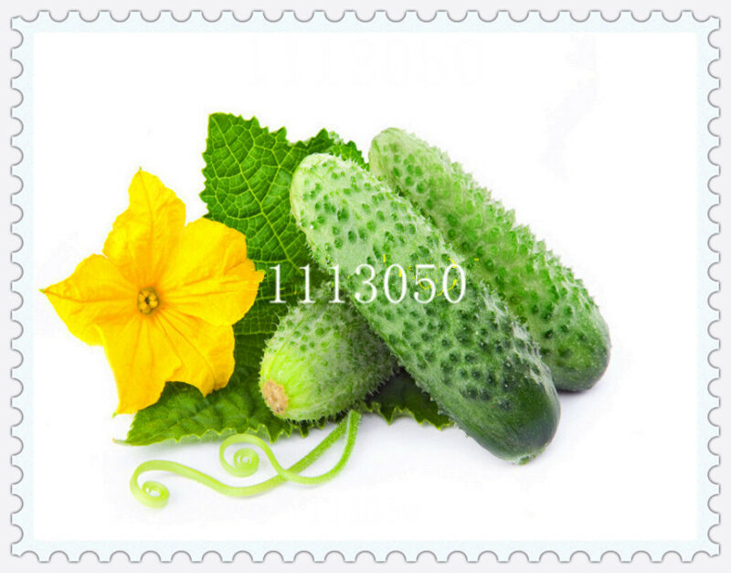 Organic Japanese Mini Cucumber Seeds 100pcs