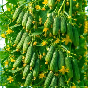100pcs Japanese Mini Cucumber Organic Seeds