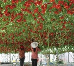 500 Pcs Organic Climbing Tomato Seeds Delicious Nutritious