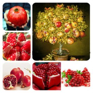 Pomegranate Tree Seeds 50 Pcs Delicious Fruit