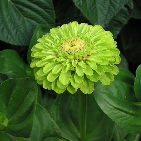 Zinnia Seeds Pack 24 Vibrant Colors Perennial Flowering Chinese Charm 100 Pieces - 34