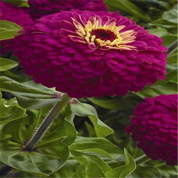 Zinnia Seeds Pack 24 Vibrant Colors Perennial Flowering Chinese Charm 100 Pieces - 32