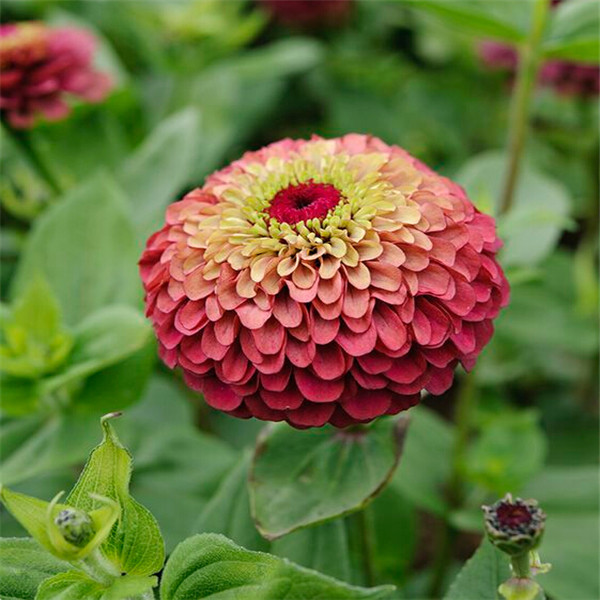 Zinnia Seeds Pack 24 Vibrant Colors Perennial Flowering Chinese Charm 100 Pieces - 29