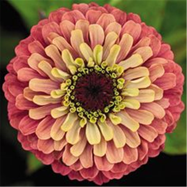 Zinnia Seeds Pack 24 Vibrant Colors Perennial Flowering Chinese Charm 100 Pieces - 27