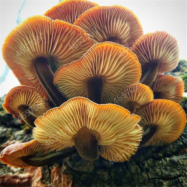 100pcs Organic Giant Mushroom Seeds Delicious Green Food Succulent Vegetable For Healthy Farms - 4