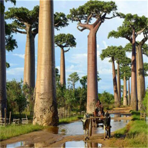 Hot 100% 120 Pcs High-quality Baobab Bonsai Tropical Exotic Plant Garden Perennial Beautiful Huge Seeds