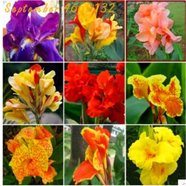 50 Pieces Multicolor Perennial Canna Lily Seeds For Landscape Balcony Patio And Outdoor Decoration - 13