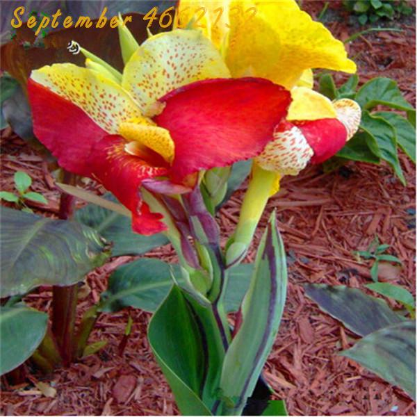 50 Pieces Multicolor Perennial Canna Lily Seeds For Landscape Balcony Patio And Outdoor Decoration - 9