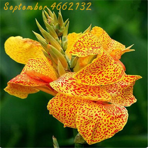 50 Pieces Multicolor Perennial Canna Lily Seeds For Landscape Balcony Patio And Outdoor Decoration - 6