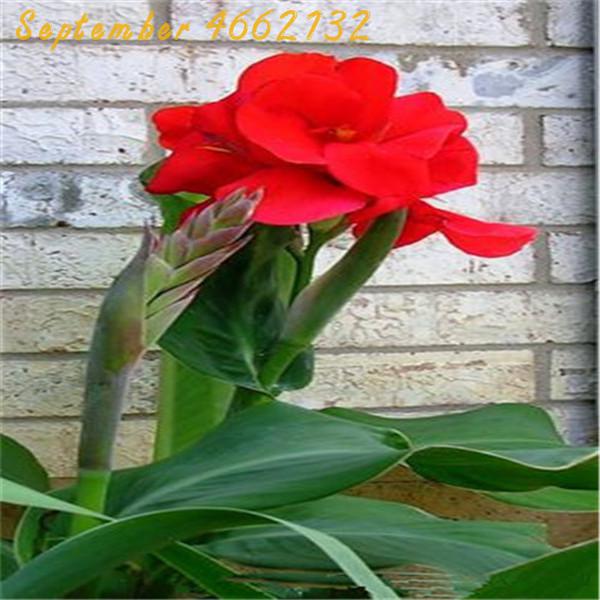 50 Pieces Multicolor Perennial Canna Lily Seeds For Landscape Balcony Patio And Outdoor Decoration - 5