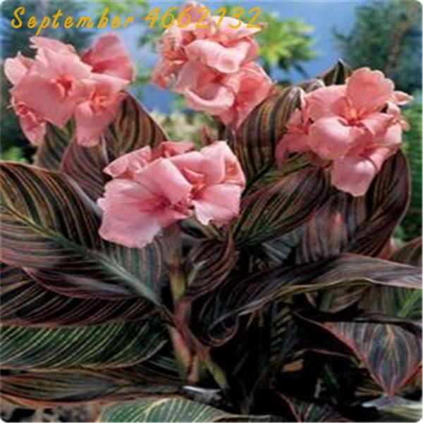 50 Pieces Multicolor Perennial Canna Lily Seeds For Landscape Balcony Patio And Outdoor Decoration - 3