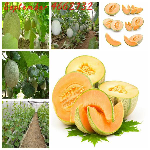 20 Pcs Fruit Graviola Annona Muricata Sweetsop Sugar Apple Tree Seeds Delicious And Healthy - 23