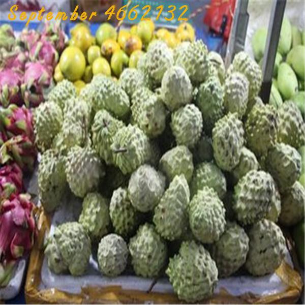 20 Pcs Fruit Graviola Annona Muricata Sweetsop Sugar Apple Tree Seeds Delicious And Healthy - 5