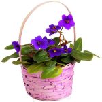 100pcs 10 Colors Purple Violet Bonsai Plants Home Garden Produce Beautiful Flowers Seeds - 4