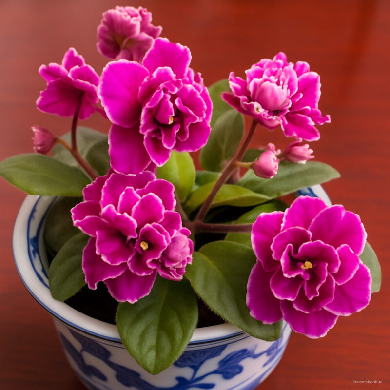 100pcs 10 Colors Purple Violet Bonsai Plants Home Garden Produce Beautiful Flowers Seeds