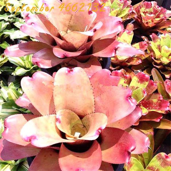 Large Discounted 100 Piece Colorful Bromeliad Fruit Vegetable Succulent Mini Cactus Pots With Natural Seeds - 6