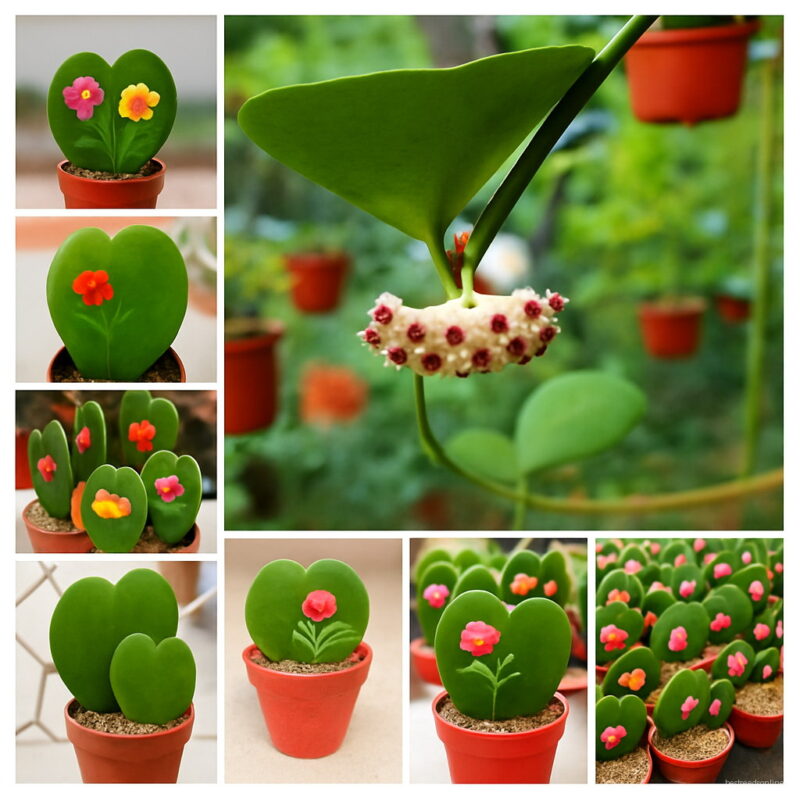 100 Pcs Hoya Bonsai Plant Outdoor & Indoor Perennial Novel Potted Succulent Planta Home Garden Flower Pot Seeds