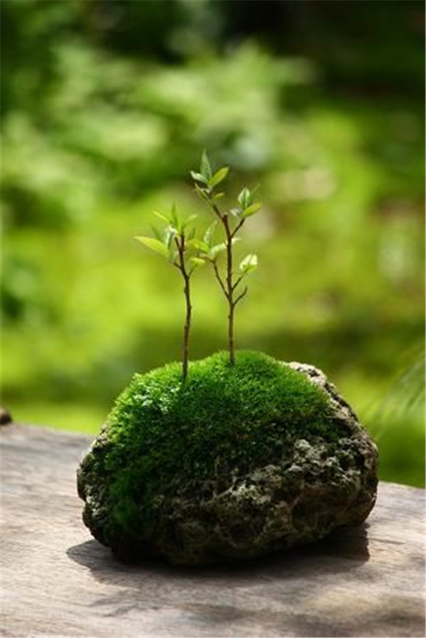 500 Pcs Aquatic Moss Seeds For Aquarium Fish Tank Landscape Decoration Vibrant Indoor Aquascaping Kit - 4