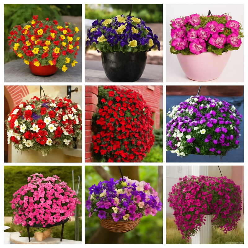 200pcs Heirloom Hanging Petunia Mixed Bonsai Variety Hardy Beautiful Garden Flowers Light Up Your Seeds