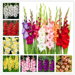 100 Pcs Striped Gladiolus Sword Lily Garden Plant Flowers Orchid Bonsai Seedsplant Gandavensis High Survival Rate