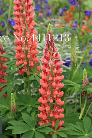 Bonsai 100 Pcs Colorful Rainbow Lupine Russell Lupinus Beauty Flower Ornamental Diy Home Garden Survival High Seeds - 2