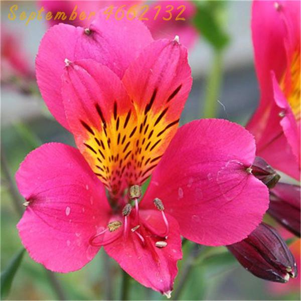 100 Pcs Perennial Alstroemeria Lily Seeds Ornamental Peruvian Flowers For Landscaping - 5