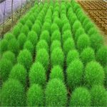 Colorful Grass Bonsa Perennial Burning Bush Kochia Scoparia 200 Pcs Ornamental Flower Home & Garden Seeds - 6