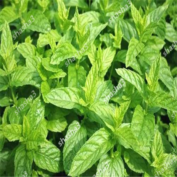 Quality Peppermint Mentha Spearmint Pepper Mint Aromatic Herbs Seeds For Indoor And Outdoor Cultivation - 4