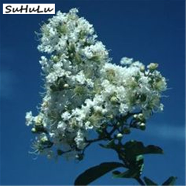 100pcs Crape Myrtle Lagerstroemia Perennial Flower Seeds Vibrant Patio Display Outdoor Blooming Shrub Seeds - 31