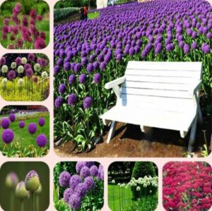 100 Pack Purple Giant Allium Giganteum Beautiful Flower Seeds Garden Plant Is Survival Rate Over 95%