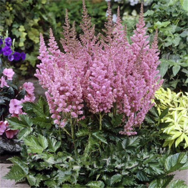 Astilbe Seeds Pack 100 Pcs Exotic Beautiful Potted Flower Ideal For Indooroutdoor Decor Style Blooms - 33