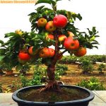 1pcs Dwarf Apple Bonsai Miniature Tree Sweet Organic Fruit And Vegetable Indoor Or Outdoor Diy Home Garden Seeds - 2