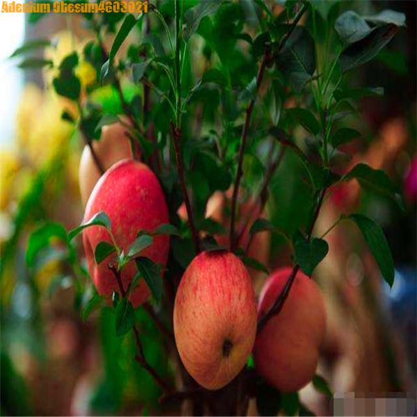 1pcs Dwarf Apple Mini Tree Organic Sweet Fruit Vegetable Seeds For Indooroutdoor Landscaping - 25