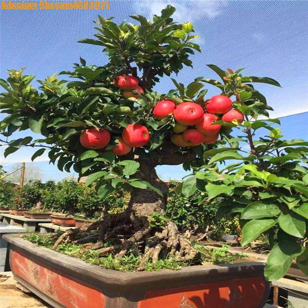 1pcs Dwarf Apple Mini Tree Organic Sweet Fruit Vegetable Seeds For Indooroutdoor Landscaping - 22